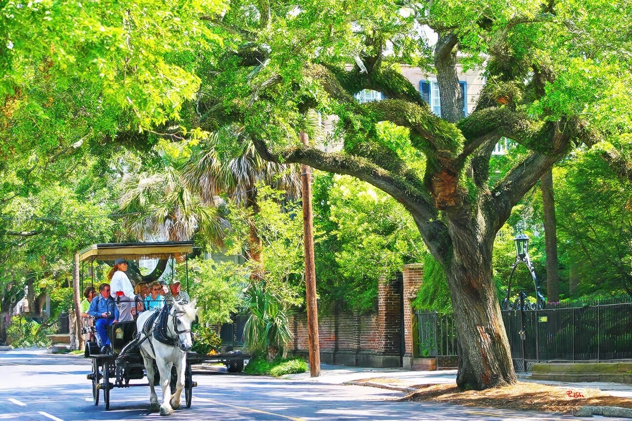 "Vibrant Life George Street Carriage Ride"