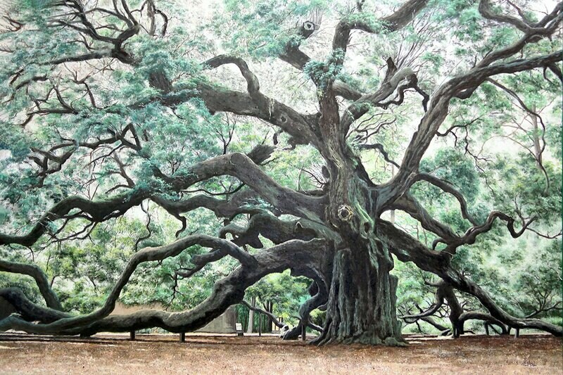 "Angel's Oak Tree"