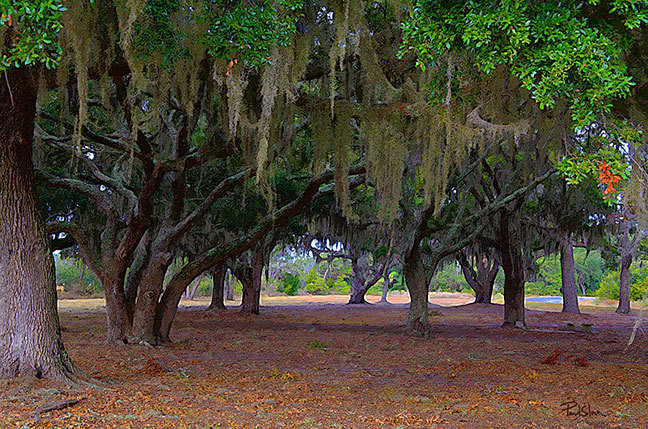 "Cherry Point Oaks"