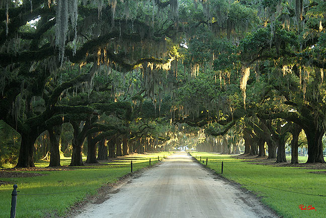 "Avenue of Oaks"