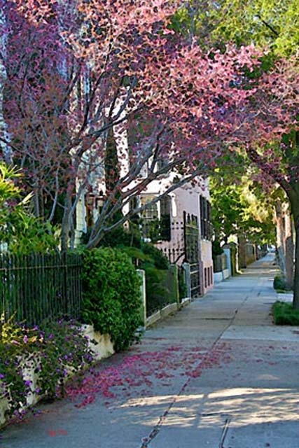 "Springtime South Of Broad"