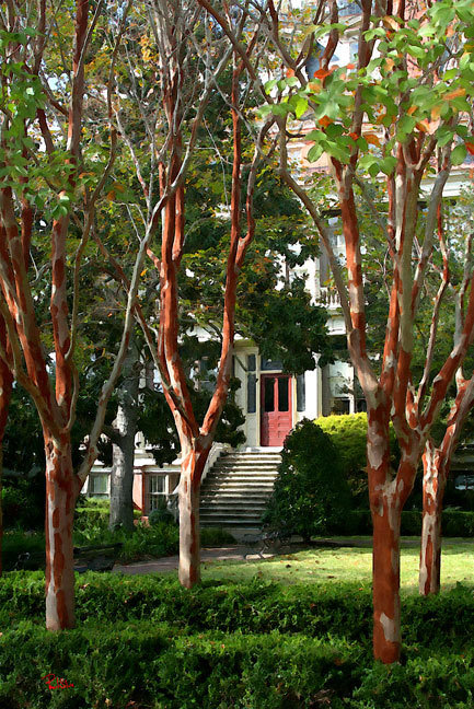 "Wentworth Mansion Myrtles"