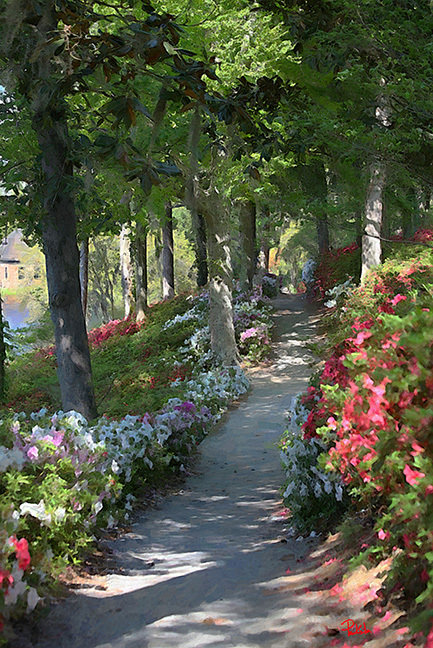 "Azalea Path Middleton Place"