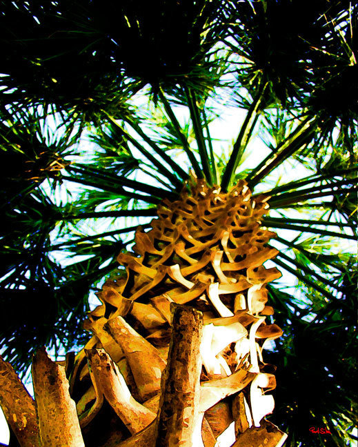 "Charleston Palmetto"