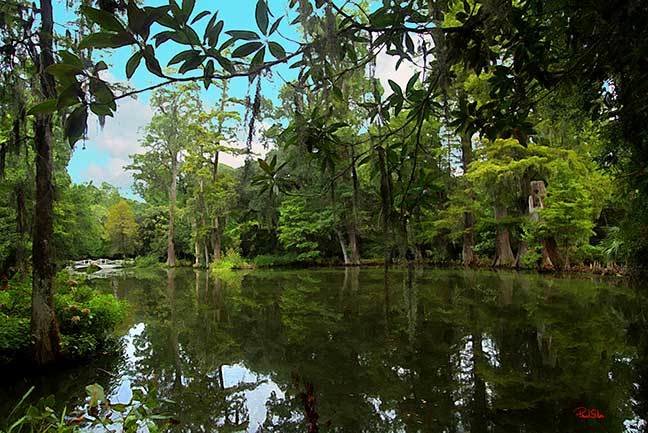 "Cypress Swamp"