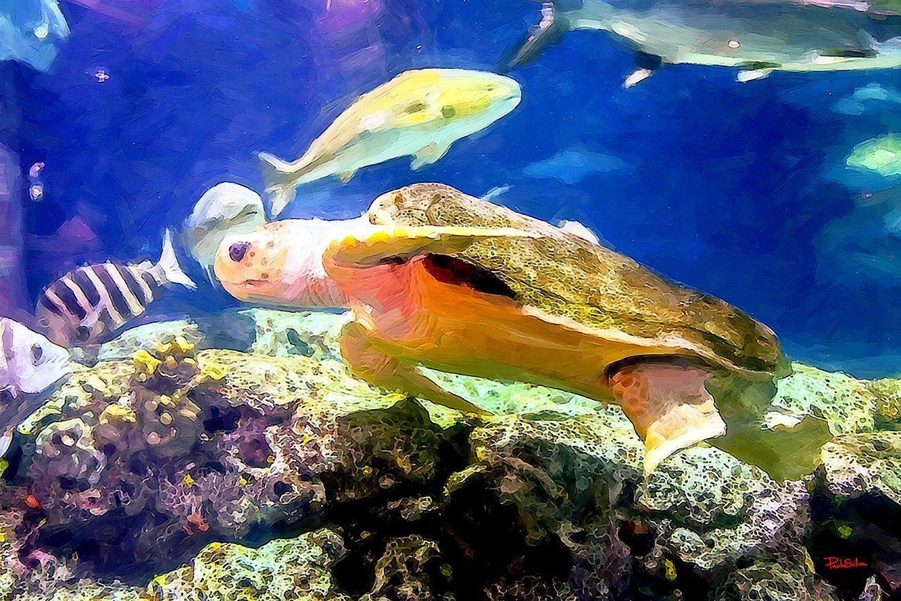 "Sea Turtle Rock Climb"