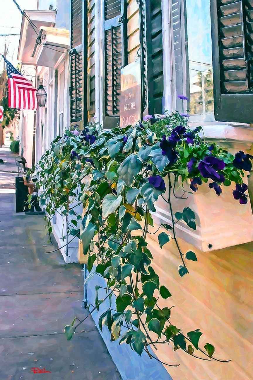 "Queen Street Window Vine"