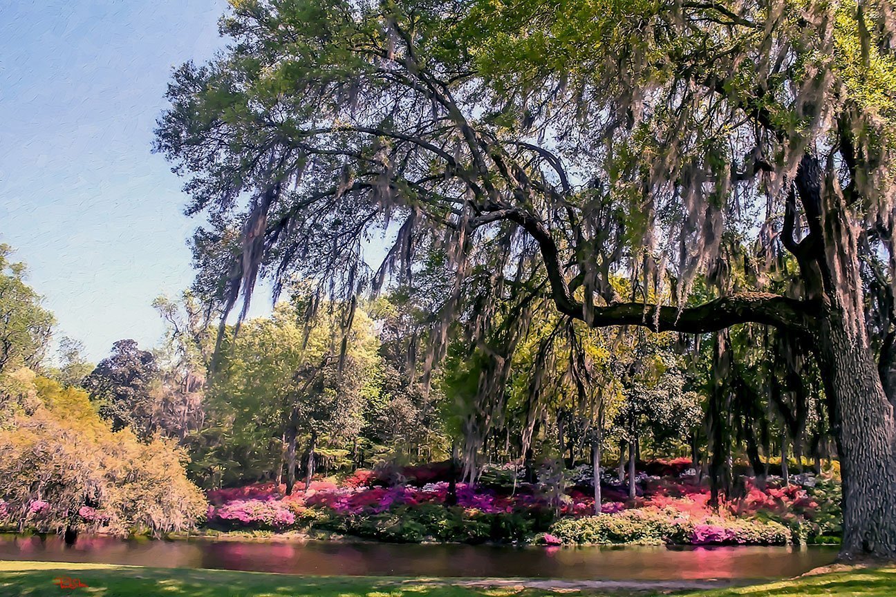 "Middleton Place Spring"