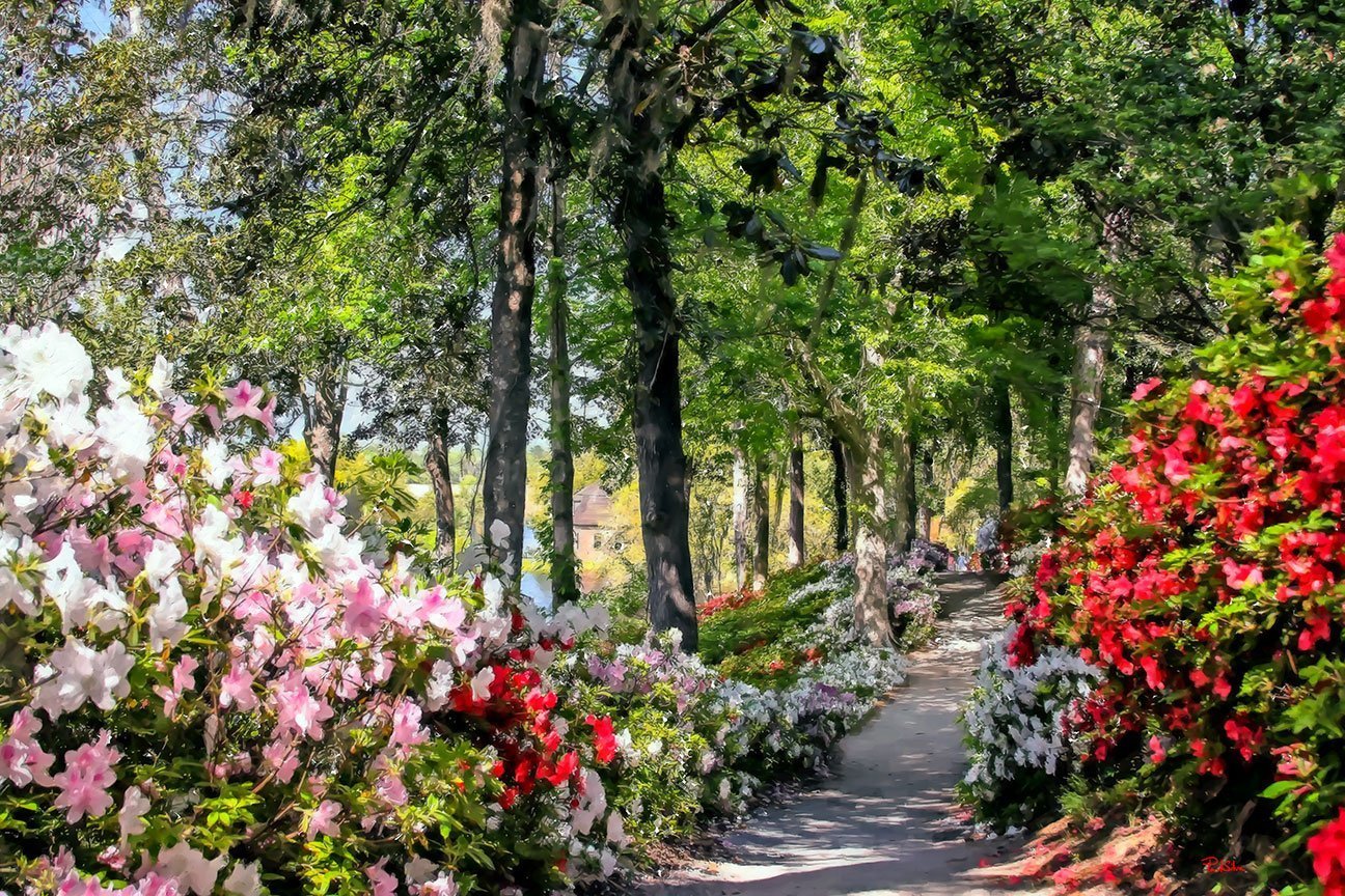 "Middleton Azalea Path Horizontal"