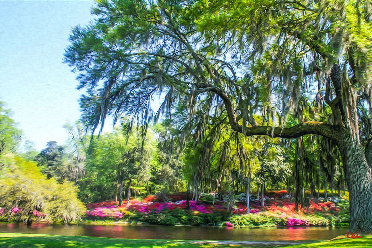 "Middleton Place 8731"