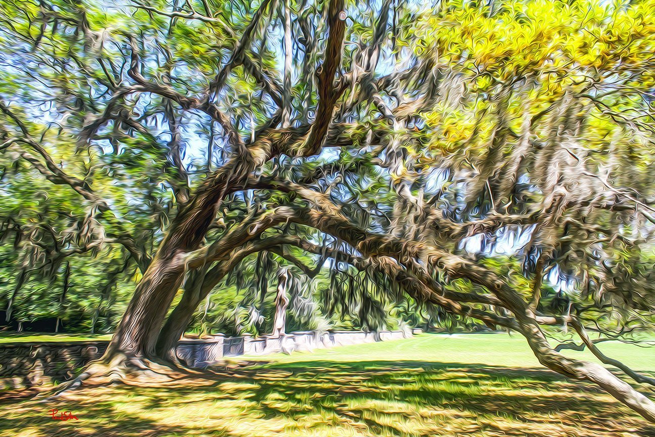 "Middleton Place 8684"