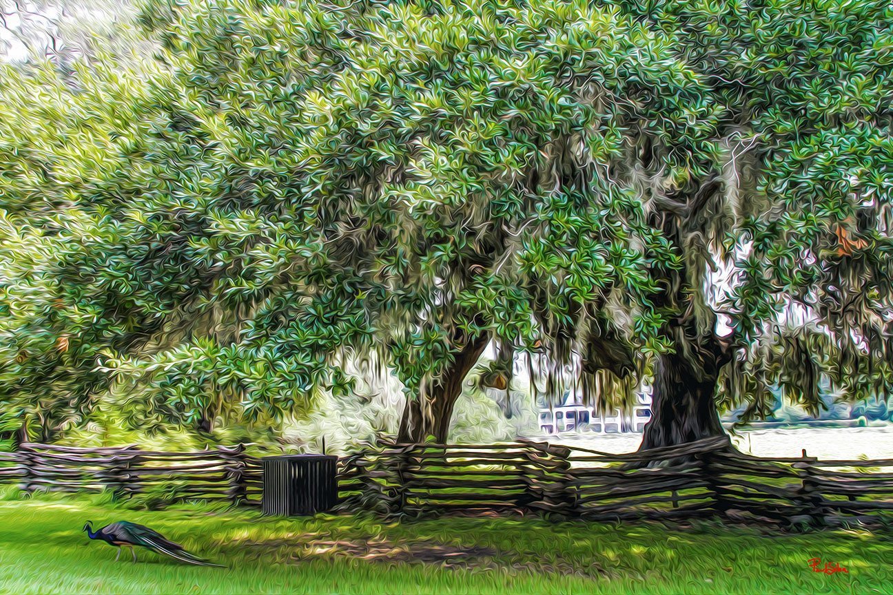 "Vibrant Life Magnolia Plantation Peacock"