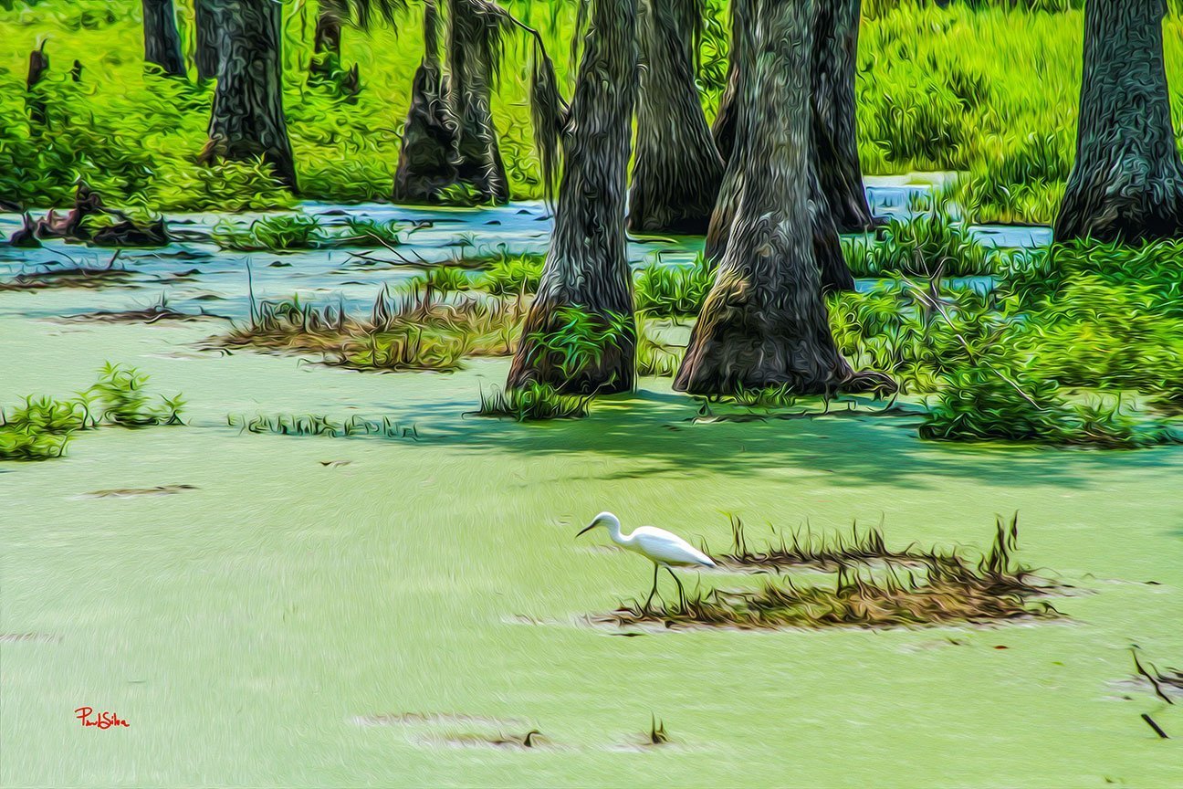 "Magnolia Plantation 8908"