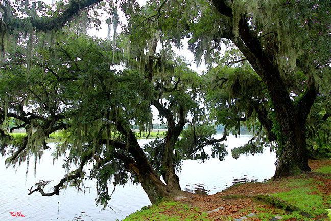 "Ashley River Oaks"
