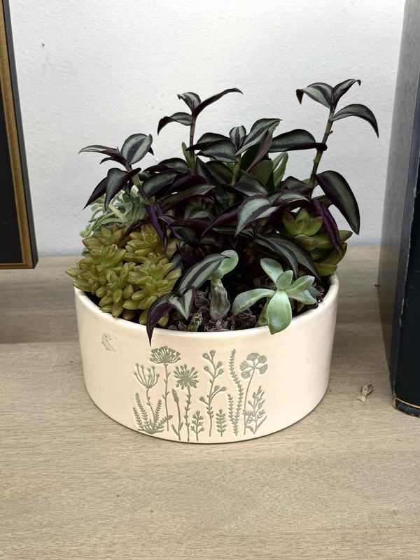 Succulent Pot with Live Arrangement