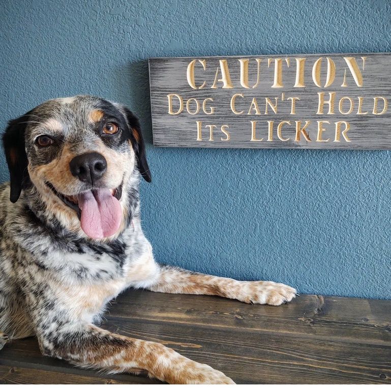 Dog Cant’t  Hold It’s Licker