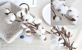 Cotton Stem