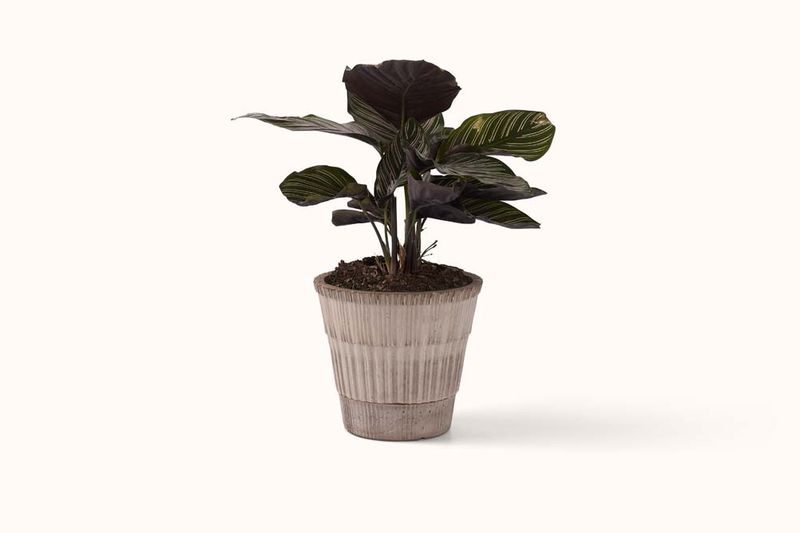 BERGS POTTER GREY TERRACOTTA ATLAS POT  AND SAUCER