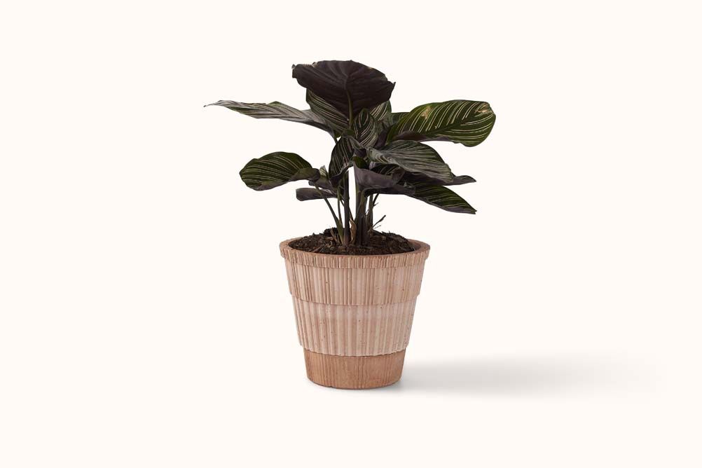 BERGS POTTER ROSA TERRACOTTA ATLAS POT &amp; SAUCER