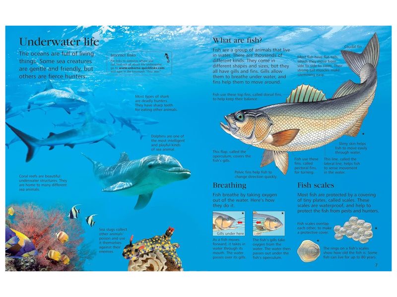 FIRST ENCYCLOPEDIA OF SEAS AND OCEANS