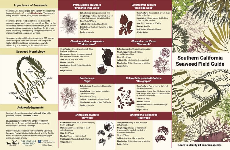 SOUTHERN CALIFORNIA SEAWEED GUIDE