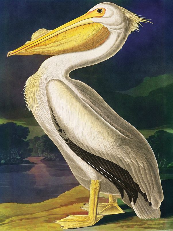 MAJESTIC PELICAN PUZZLE
