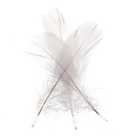 Craft Feathers, Color: White Goose Feathers- 6g