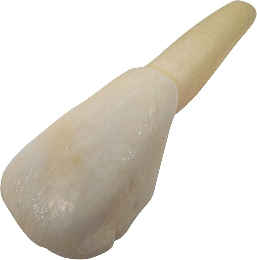 Drilled Buffalo Teeth