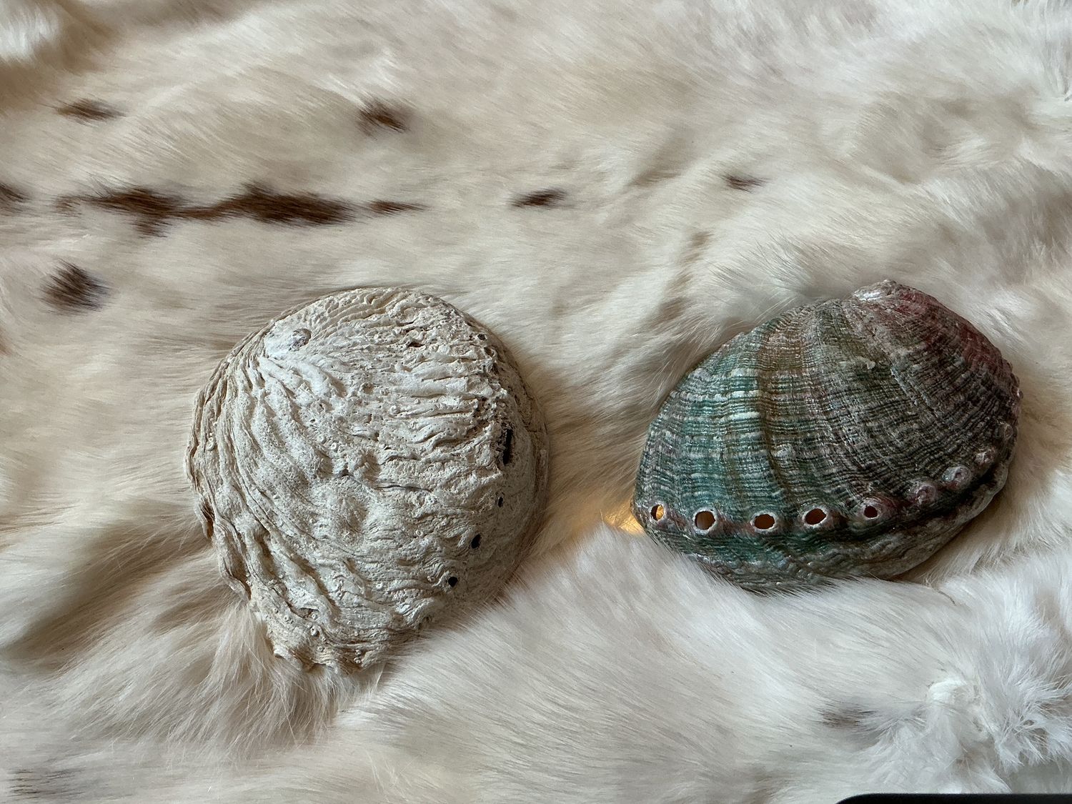 Standard Abalone Shells