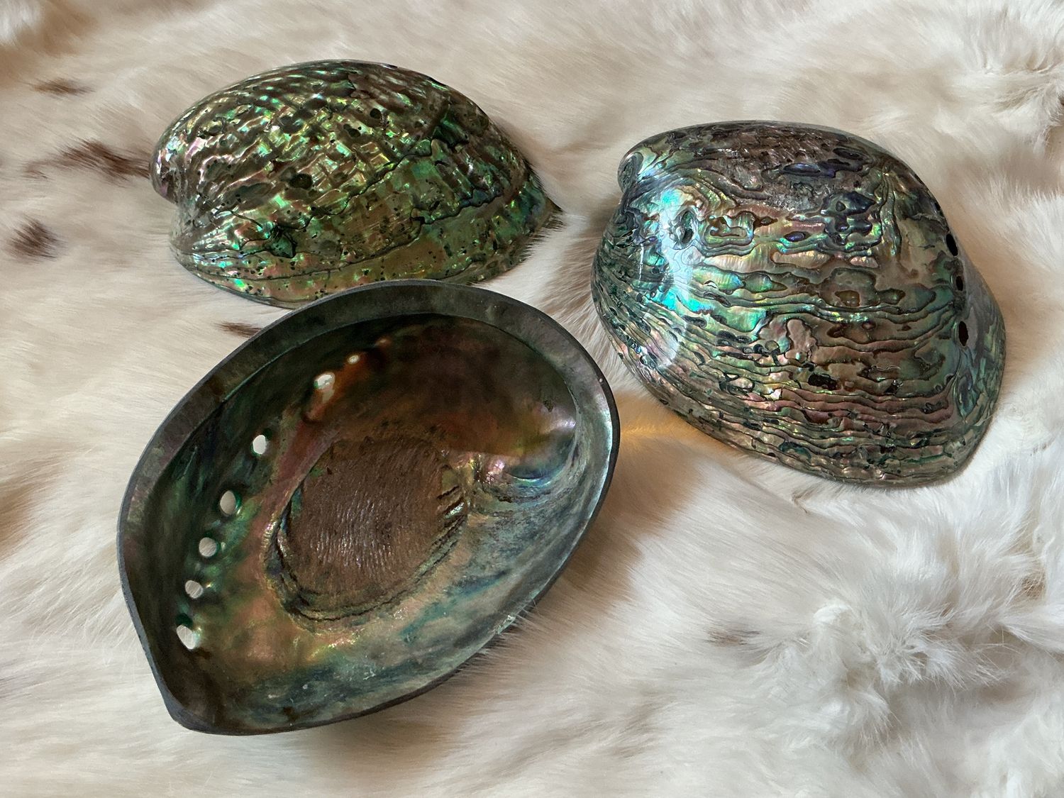 Fancy Abalone Shells