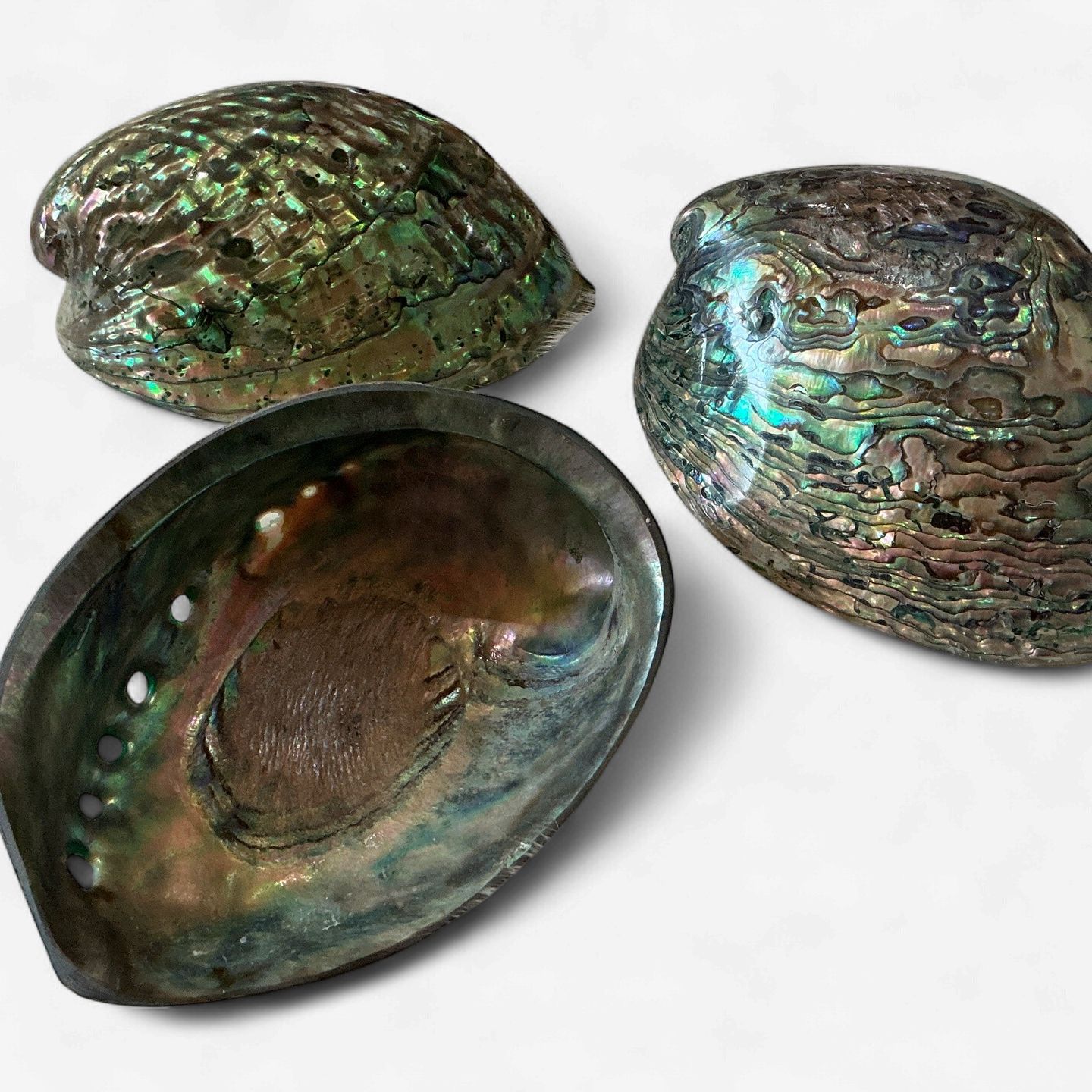 Abalone Shells