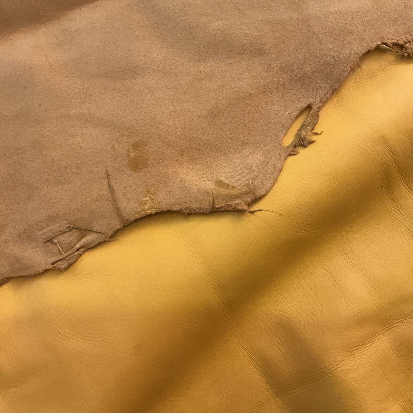 Hide Deer