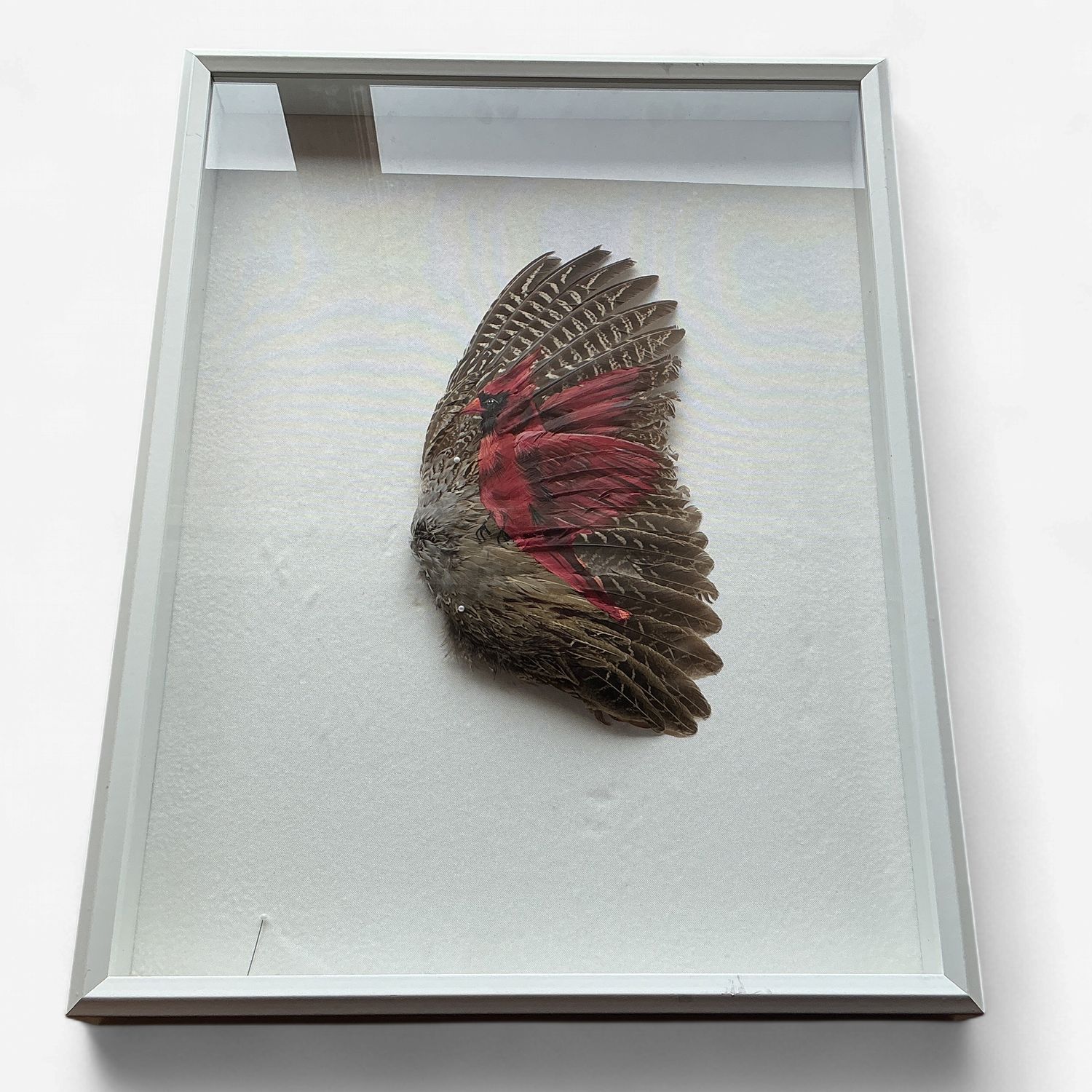 Cardinal Hand Painted Grouse Wing O/C