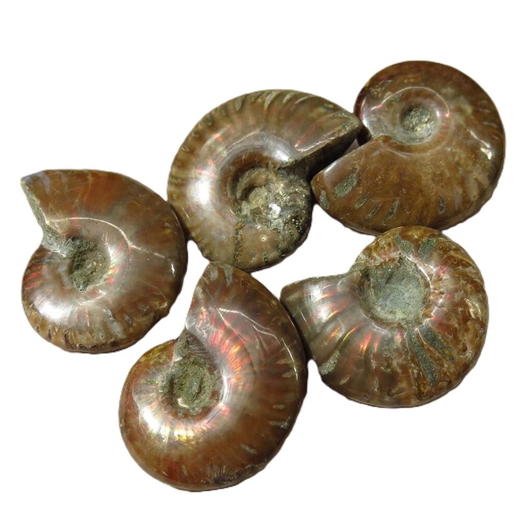 Ammonite