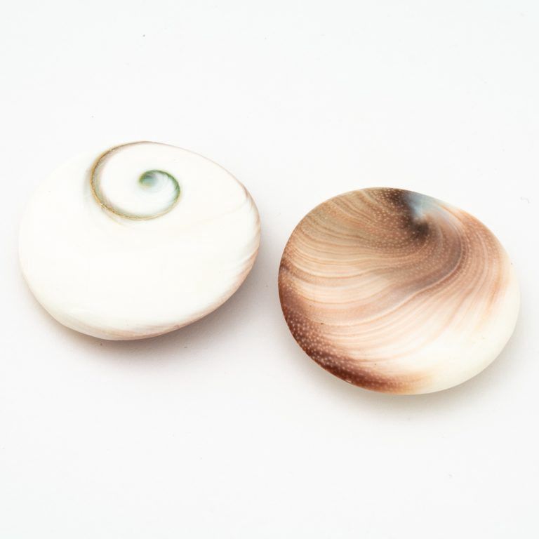Eye of Shiva Shell
