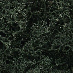 Woodland Lichen Dark Green