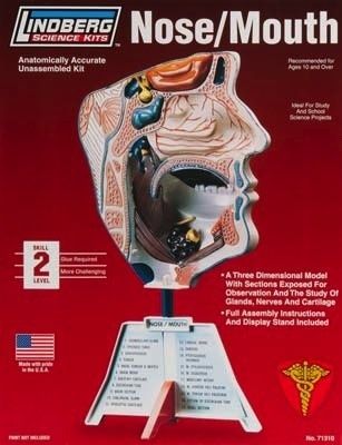 Lindberg HUMAN NOSE/MOUTH