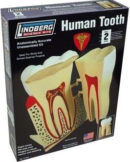 Lindberg HUMAN TOOTH