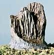 Woodland Broken Stumps 14/Pkg