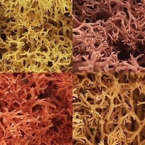 Woodland Lichen Autumn Mix