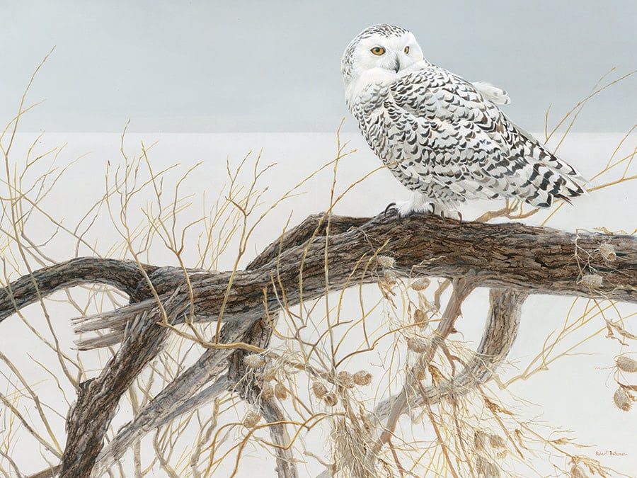 Cobble Hill Fallen Willow Snowy Owl 500 piece