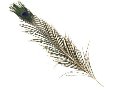 CraftMedley 31-35in Peacock Feather