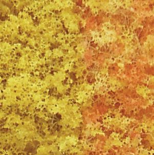 Woodland Foliage Early Fall