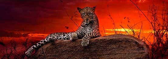 Heye Puzzles Red Dawn 2000 piece