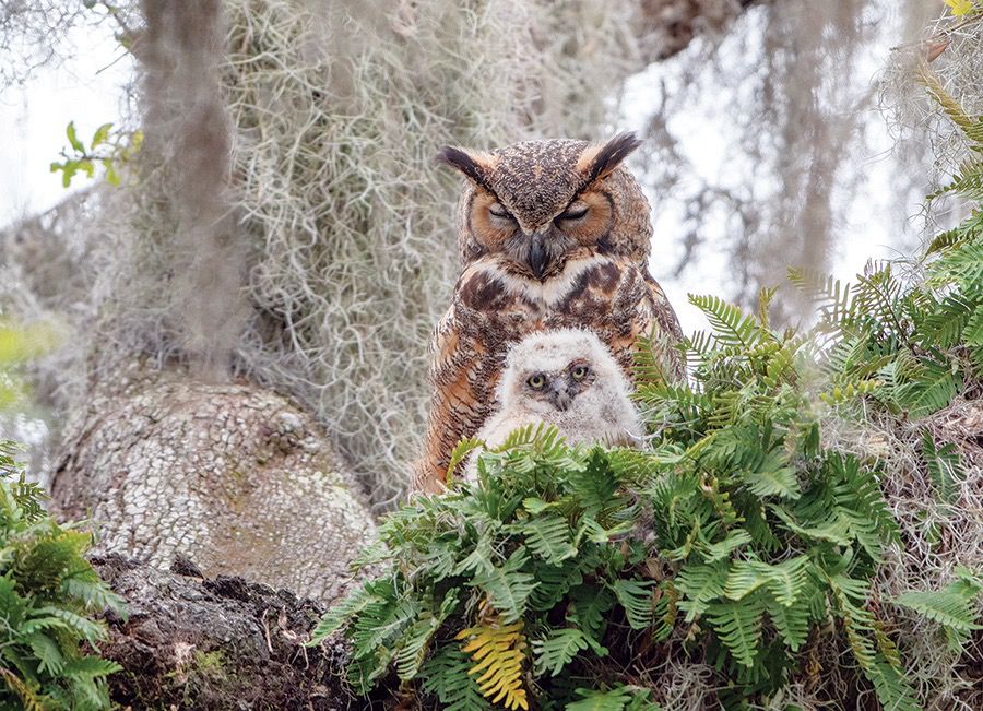 Cobble Hill Great horned Owl 1000 piece