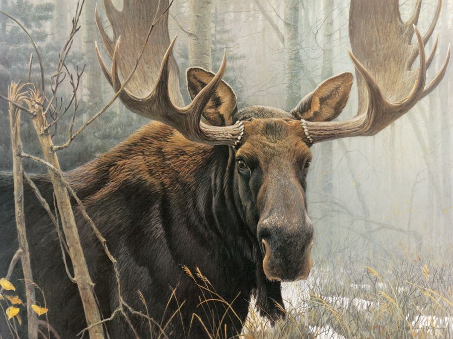 Cobble Hill Bull Moose 500 piece