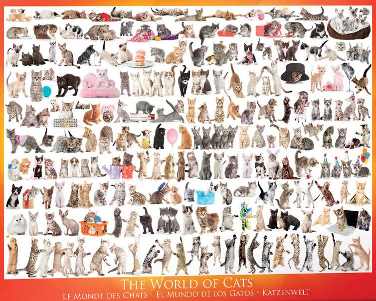 Eurographics The World of Cats 1000 piece