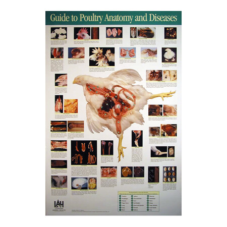Poultry Anatomy & Disease Poster