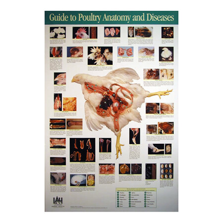 Poultry Anatomy &amp; Disease Poster