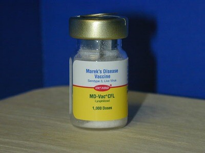 Mareks Vaccine - Protect Your Flock from Marek's Disease Mareks Vaccine - Protect Your Flock from Marek's Disease